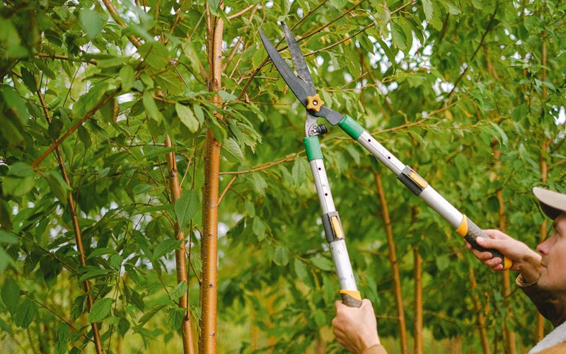 Tree trimming in Grammer, IN